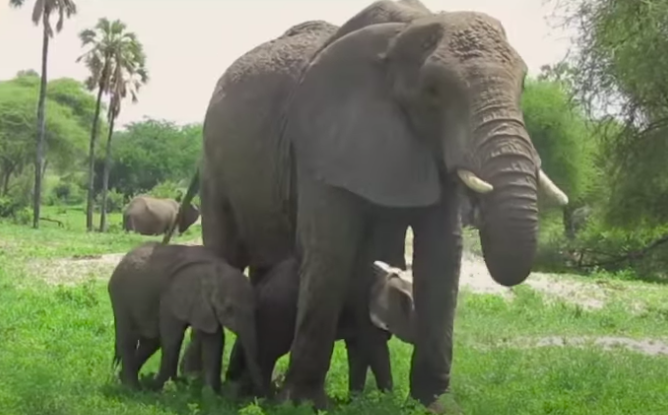 Nacen Bebés Elefantes Gemelos Y Se Encuentran Con Su Madre En Una Conmovedora Escena