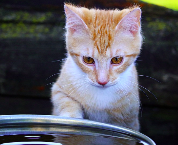 gato en agua