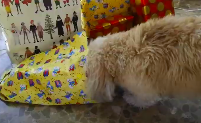 perro y navidad