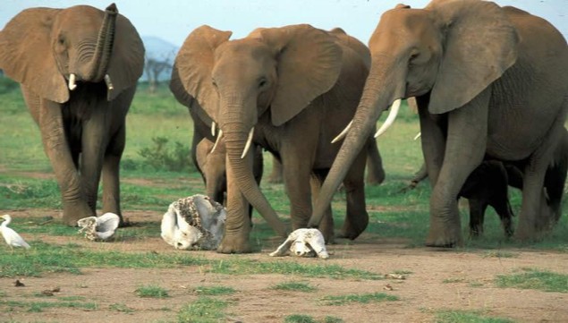 Sorprendente descubrimiento afirma que los elefantes tienen «nombres específicos» para identificarse - elefantes